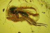 Two Fossil Flies (Diptera) In Baltic Amber #150750-2